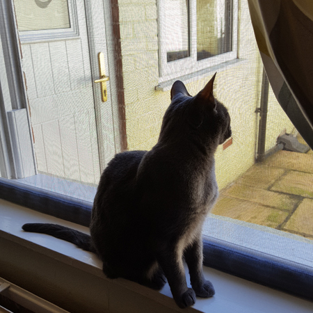 cat mesh window