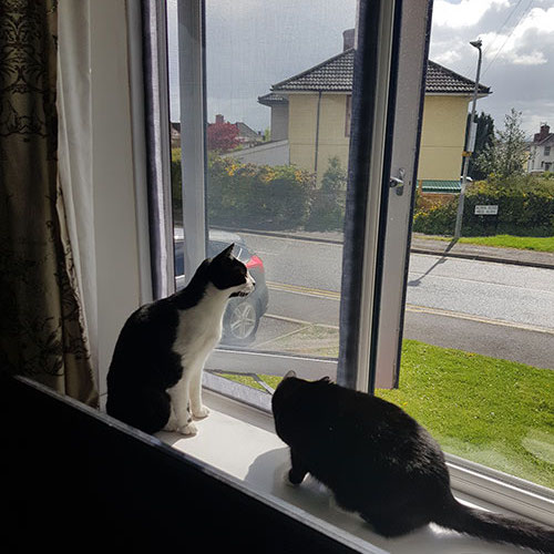 Vinduesnet Til Katte 0.5m x 0.5m, billede 9